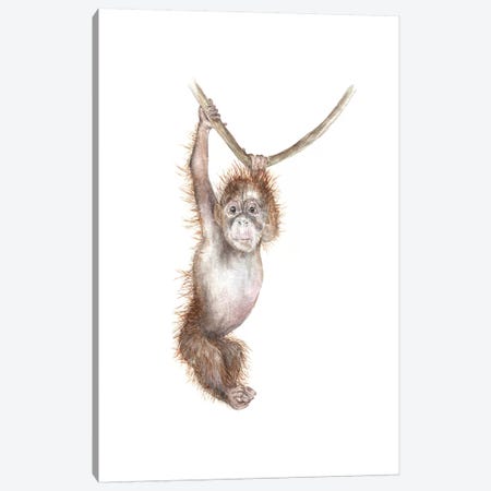 Baby Orangutan Canvas Print #RGF63} by Wandering Laur Canvas Art