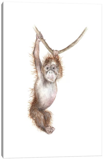 Baby Orangutan Canvas Art Print - Monkey Art
