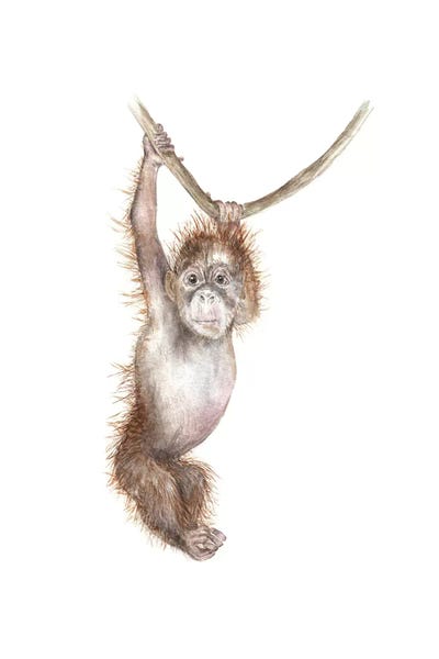 Wandering Laur: Baby Orangutan by Wandering Laur