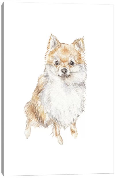 Pomeranian Canvas Art Print - Wandering Laur