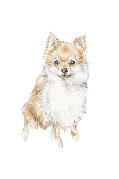 Pomeranians: Pomeranian by Wandering Laur