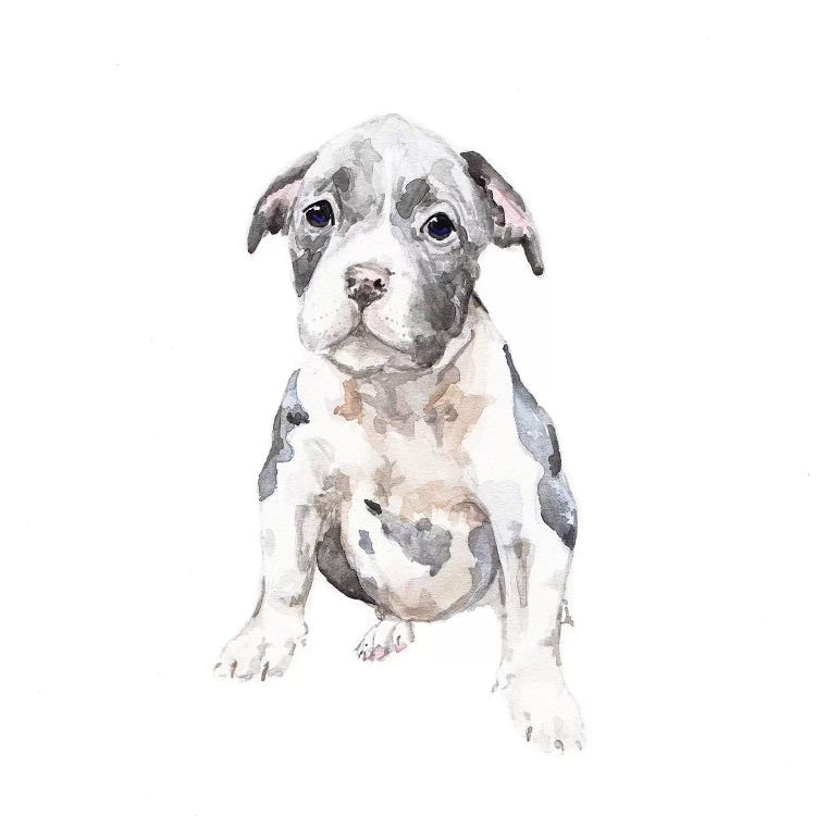 Pit Bull Puppy