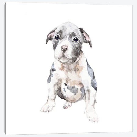 Pit Bull Puppy Canvas Print #RGF69} by Wandering Laur Canvas Art