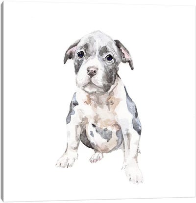 Pit Bull Puppy Canvas Art Print - Wandering Laur