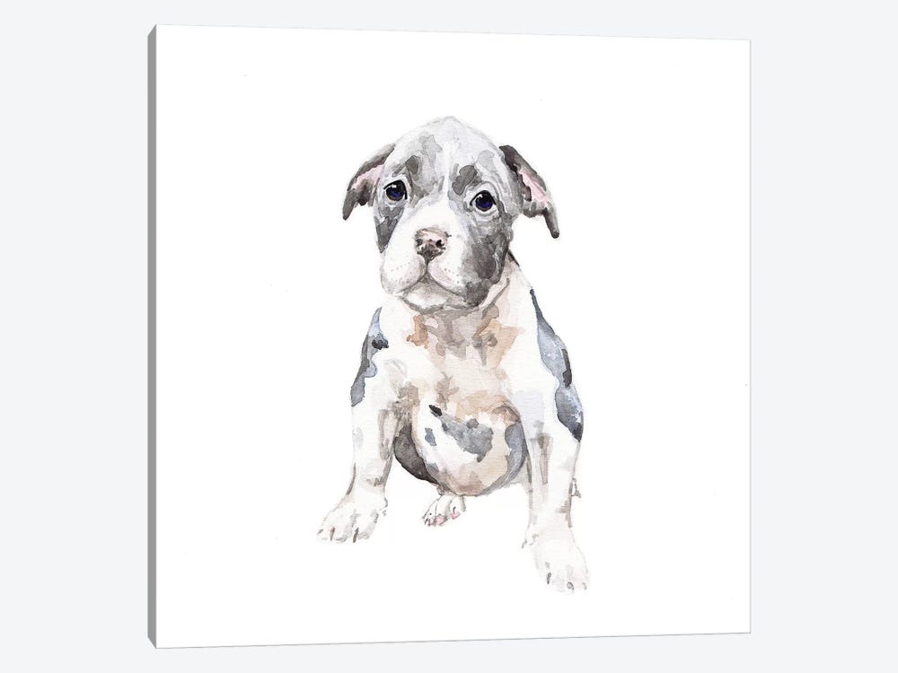 Pit Bull Puppy by Wandering Laur 1-piece Canvas Artwork