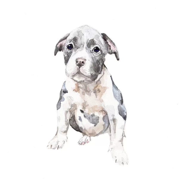 Wandering Laur: Pit Bull Puppy by Wandering Laur