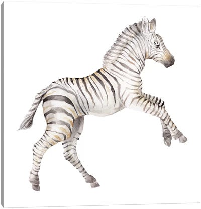 Baby Zebra Canvas Art Print - Wandering Laur