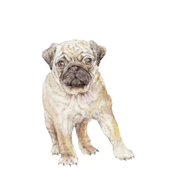 Wandering Laur: Pug Puppy by Wandering Laur