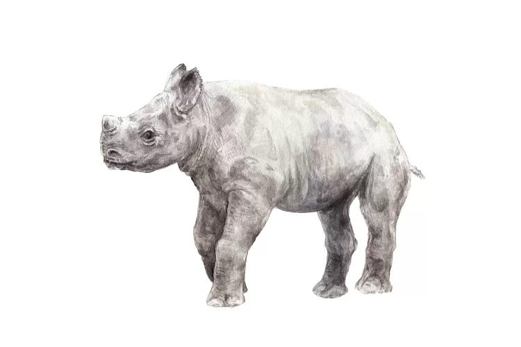 Rhinoceros Calf