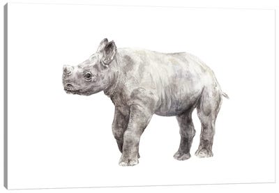 Rhinoceros Calf Canvas Art Print - Rhinoceros Art
