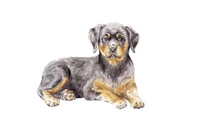 Rottweiler Puppy by Wandering Laur framed wall art
