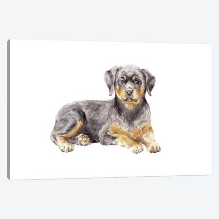 Rottweiler Puppy Canvas Print #RGF72} by Wandering Laur Canvas Art Print