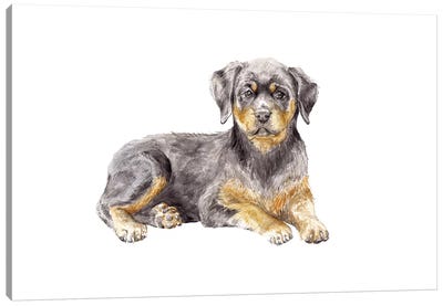 Rottweiler Puppy Canvas Art Print - Wandering Laur
