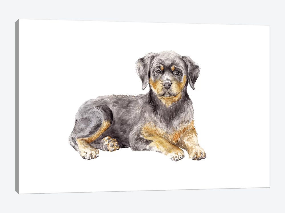 Rottweiler Puppy by Wandering Laur 1-piece Canvas Artwork