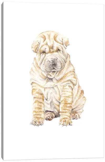 Shar Pei Canvas Art Print - Puppy Art