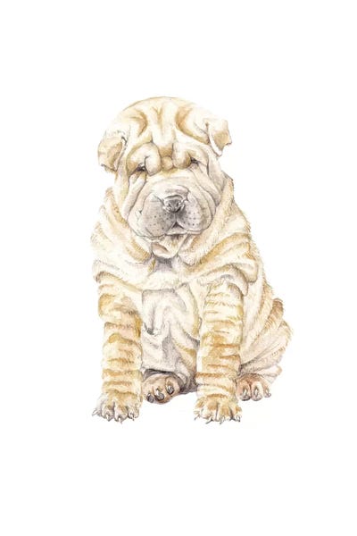 Wandering Laur: Shar Pei by Wandering Laur
