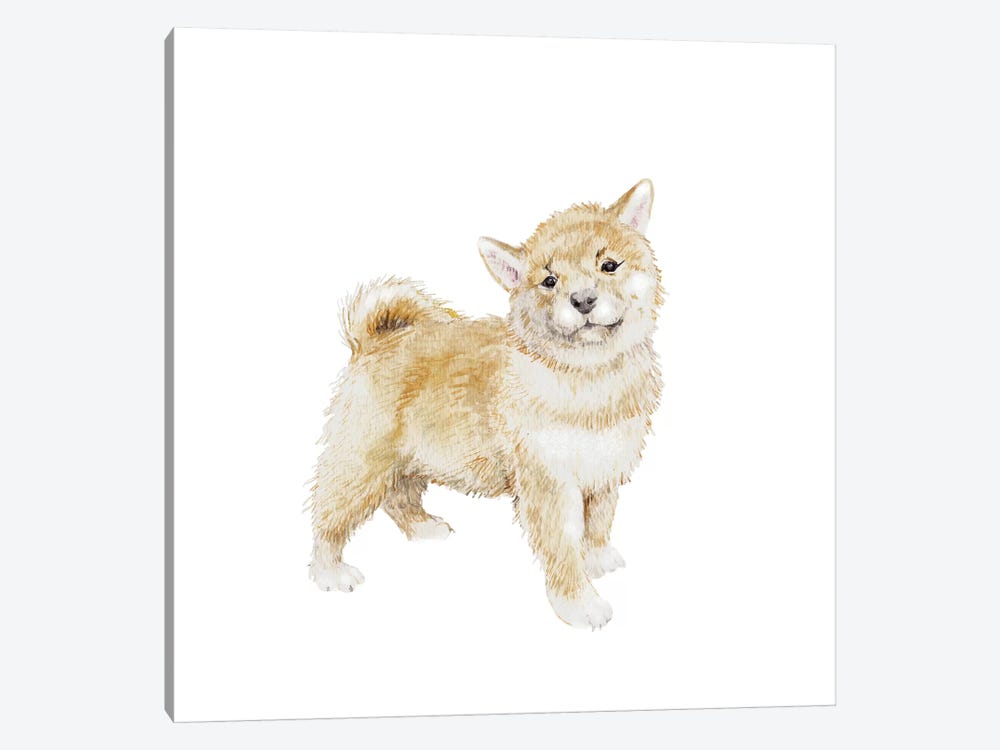 Shiba Inu Puppy by Wandering Laur 1-piece Canvas Print