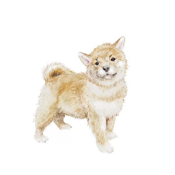 Shiba Inus: Shiba Inu Puppy by Wandering Laur