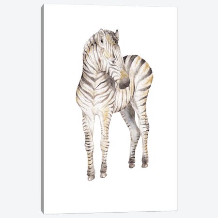 Shy Baby Zebra Canvas Print #RGF76} by Wandering Laur Canvas Wall Art
