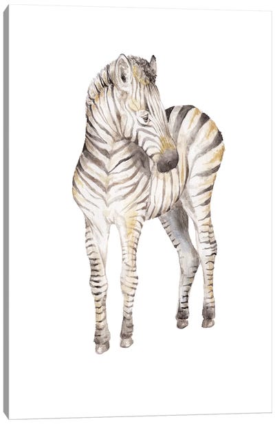 Shy Baby Zebra Canvas Art Print - Wandering Laur