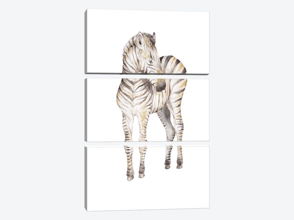 Shy Baby Zebra by Wandering Laur 3-piece Canvas Artwork