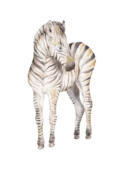 Zebras: Shy Baby Zebra by Wandering Laur