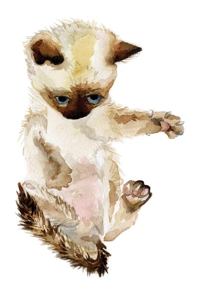 Wandering Laur: Siamese Kitten by Wandering Laur