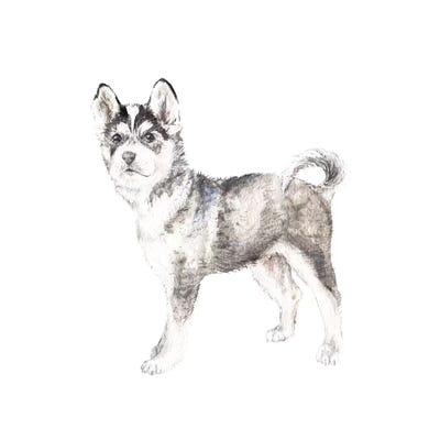 Siberian Husky by Wandering Laur framed wall art