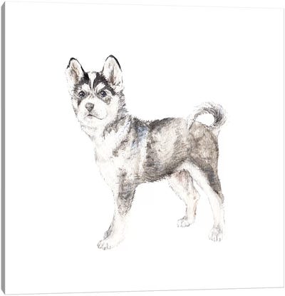 Siberian Husky Canvas Art Print - Wandering Laur