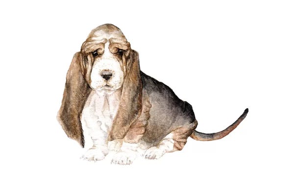 Wandering Laur: Basset Hound by Wandering Laur