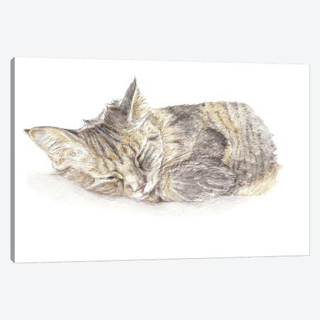 Sleeping Gray Kitten Canvas Print #RGF80} by Wandering Laur Canvas Artwork