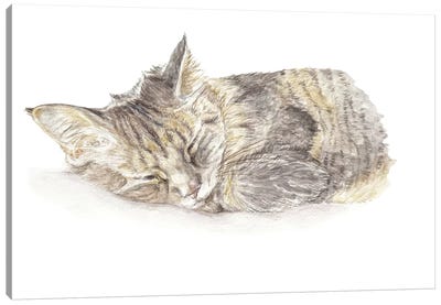 Sleeping Gray Kitten Canvas Art Print - Kitten Art