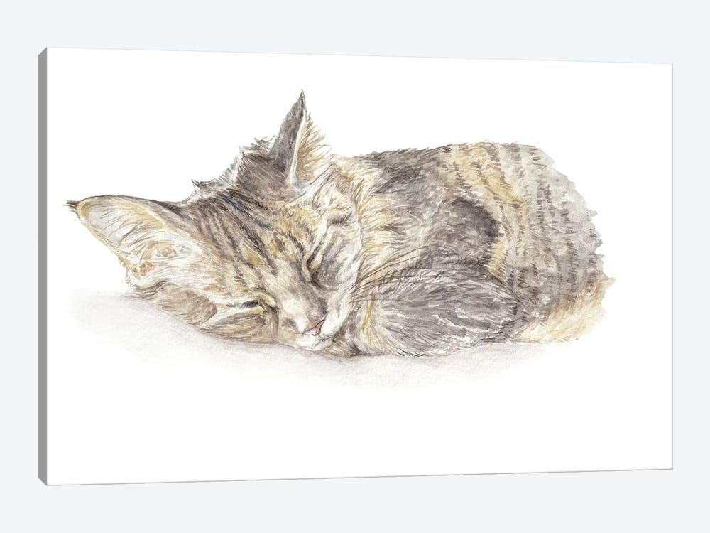 Sleeping Gray Kitten by Wandering Laur 1-piece Canvas Art Print