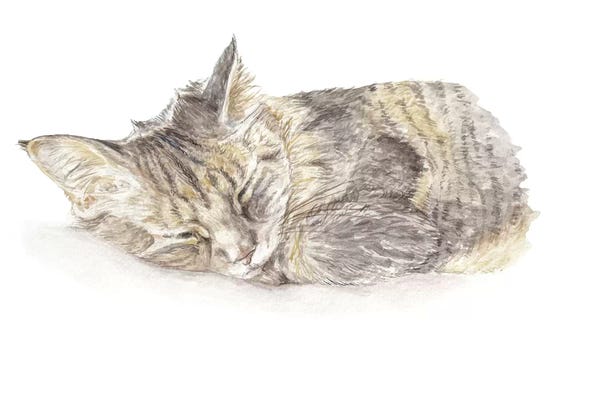Wandering Laur: Sleeping Gray Kitten by Wandering Laur