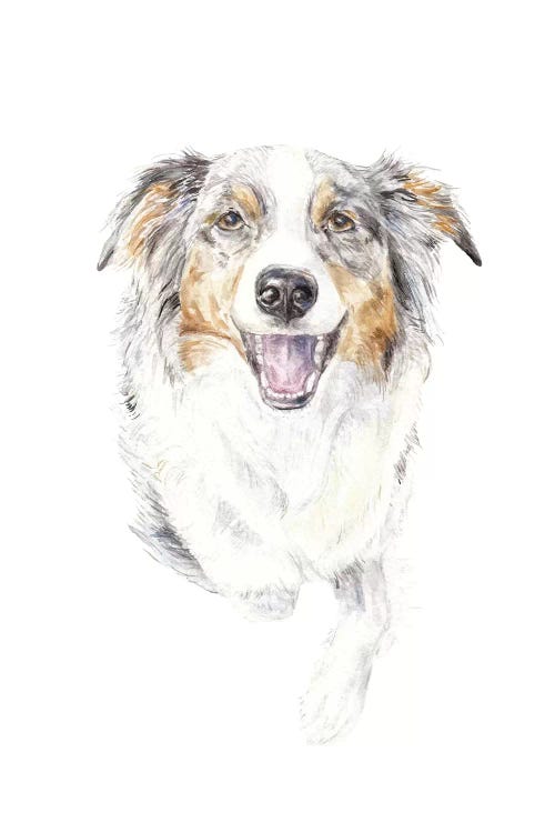 Smiling Australian Shepherd