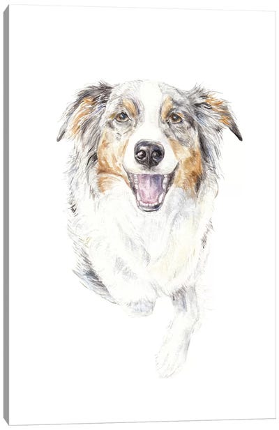 Smiling Australian Shepherd Canvas Art Print - Australian Shepherd Art