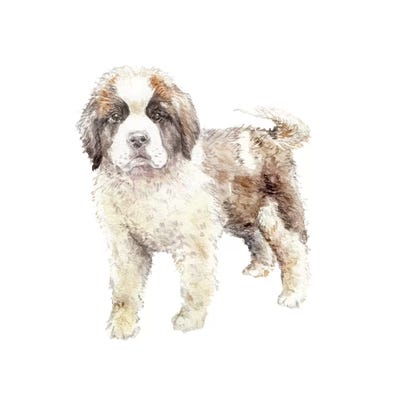 St. Bernard Puppy by Wandering Laur framed canvas print