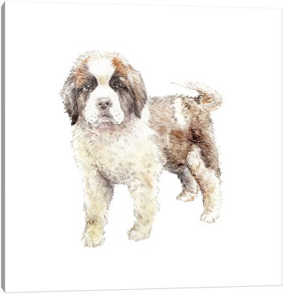 St. Bernard Puppy Canvas Art Print - Puppy Art