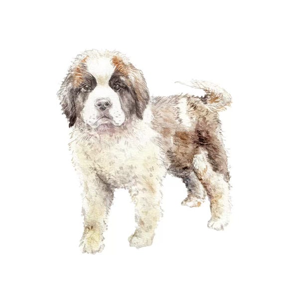 St. Bernards: St. Bernard Puppy by Wandering Laur