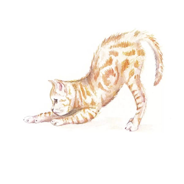 Wandering Laur: Stretching Ginger Cat by Wandering Laur