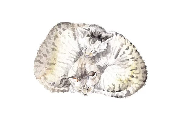 Wandering Laur: Cuddly Tabby Cats by Wandering Laur