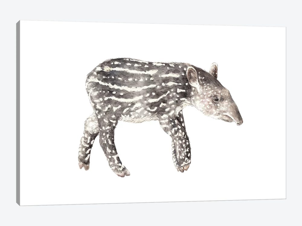 Tapir Calf by Wandering Laur 1-piece Canvas Art