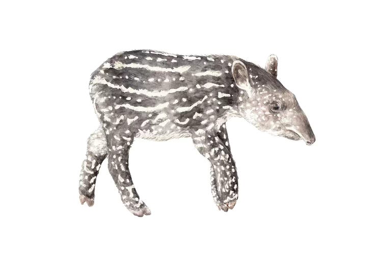 Tapir Calf