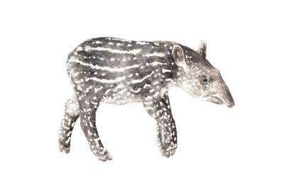 Tapirs