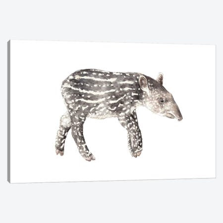 Tapir Calf Canvas Print #RGF89} by Wandering Laur Canvas Artwork