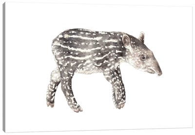 Tapir Calf Canvas Art Print - Tapirs