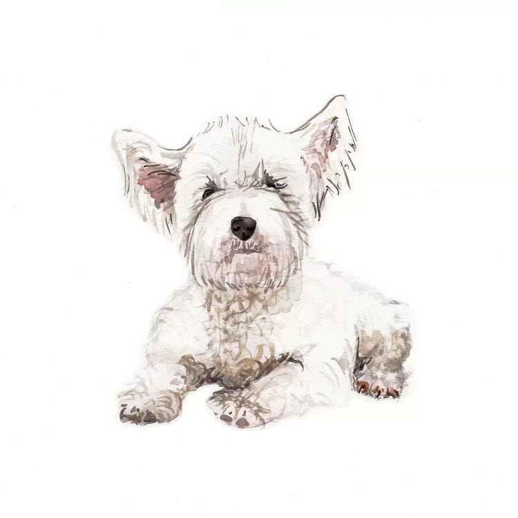 West Highland White Terrier Puppy