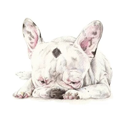 Spotted French Bulldog by Wandering Laur framed wall art