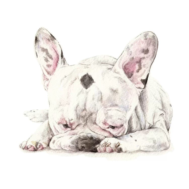 Spotted French Bulldog