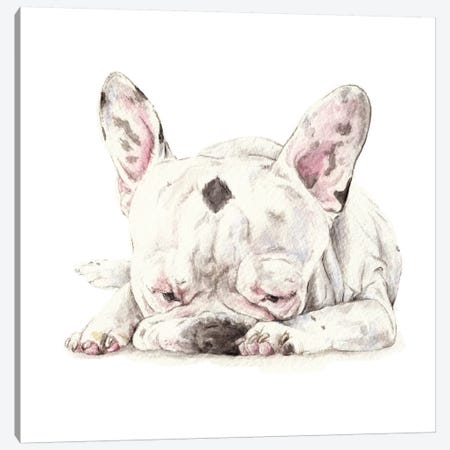 Spotted French Bulldog Canvas Print #RGF94} by Wandering Laur Canvas Artwork
